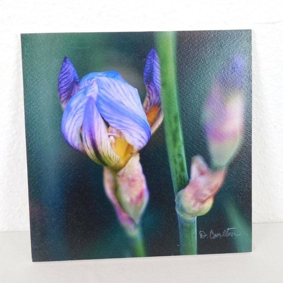 Purple Iris Flower Color Photography Lot of 2 Print Foam Board Botanical Nature - Picture 4 of 6